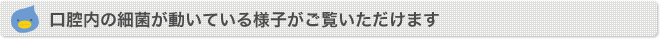 口腔内の細菌
